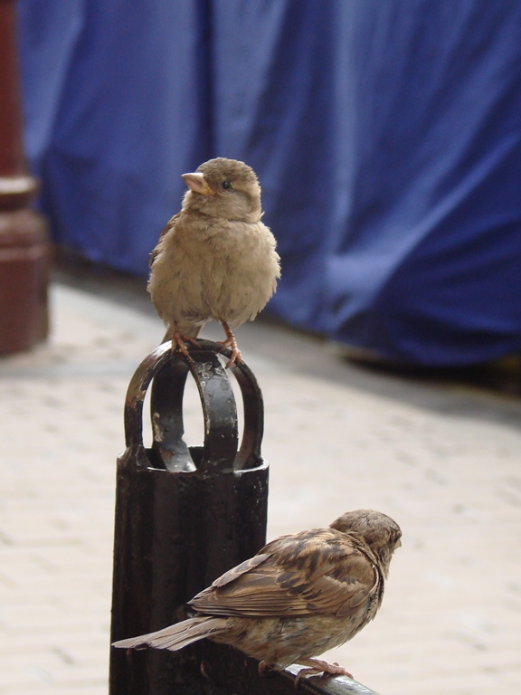 ОБЕД В МАК-ДАГЕ