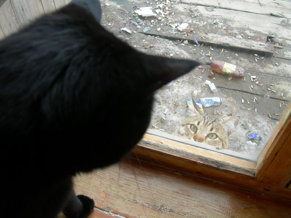 Гулять пойдешь?