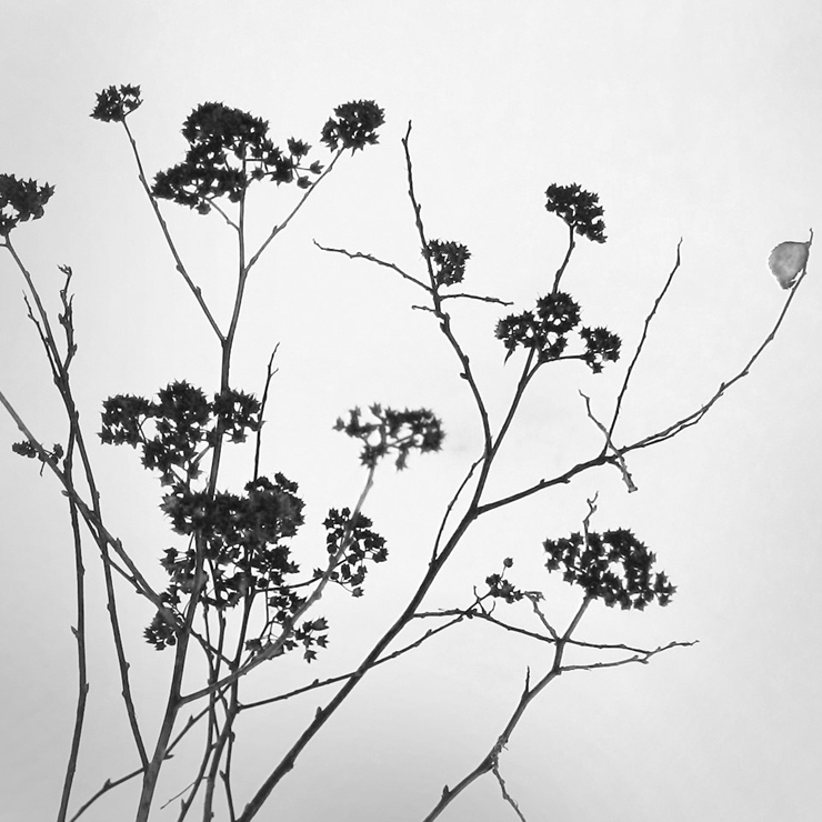 Из серии "Нежность"