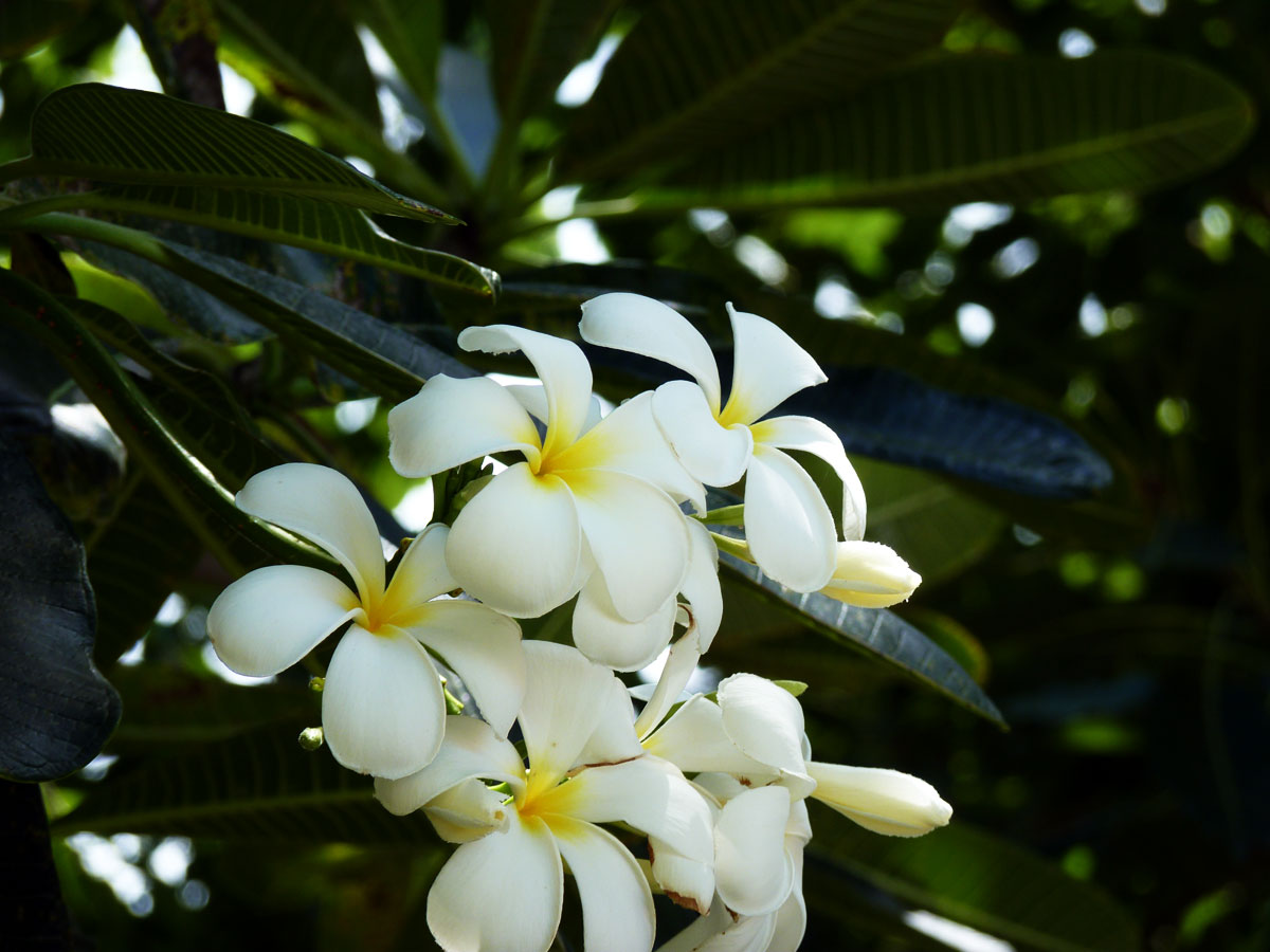 Белая магнолия