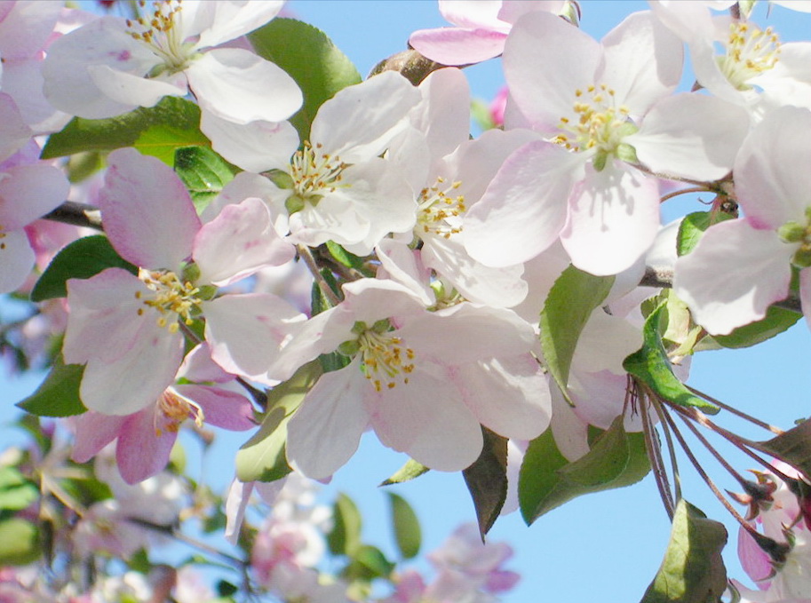Яблоневый цвет