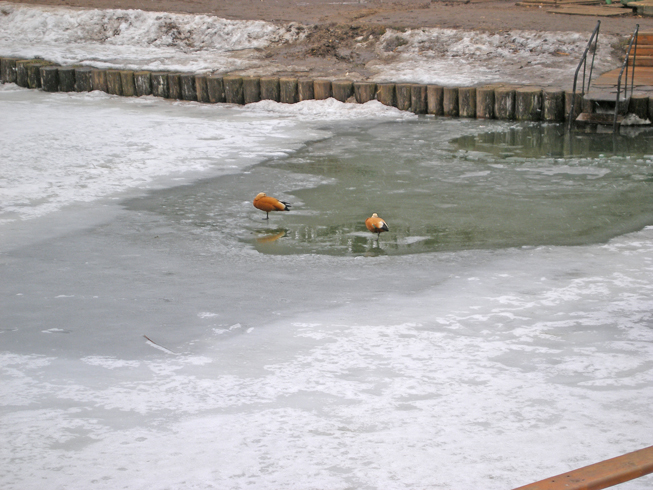 Рано прилетели...