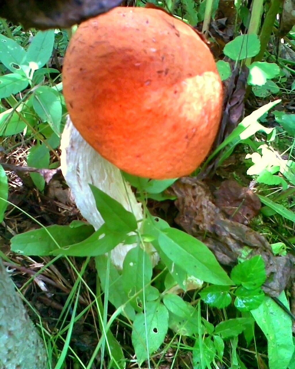 Грибная релаксация...