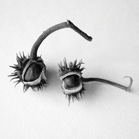 Из серии "Черный жемчуг"