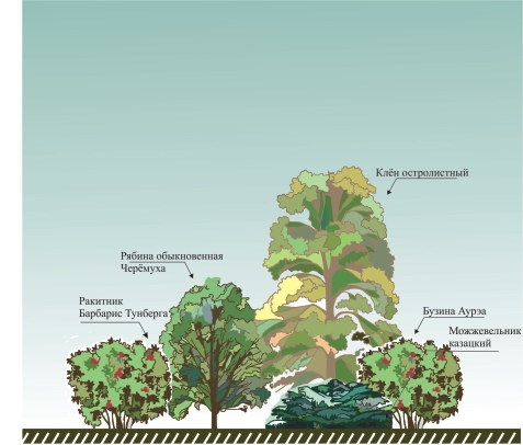 Пример композиции декоративной группы, для дендрологического плана