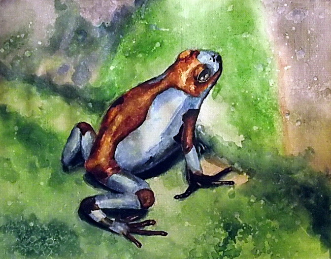 Лягушка-древолаз