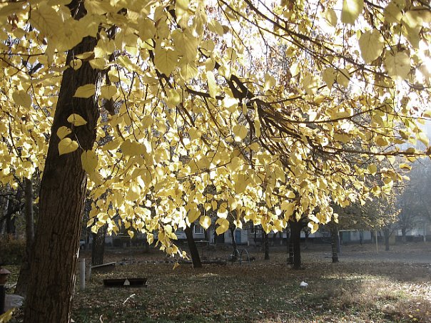 Осень золотая