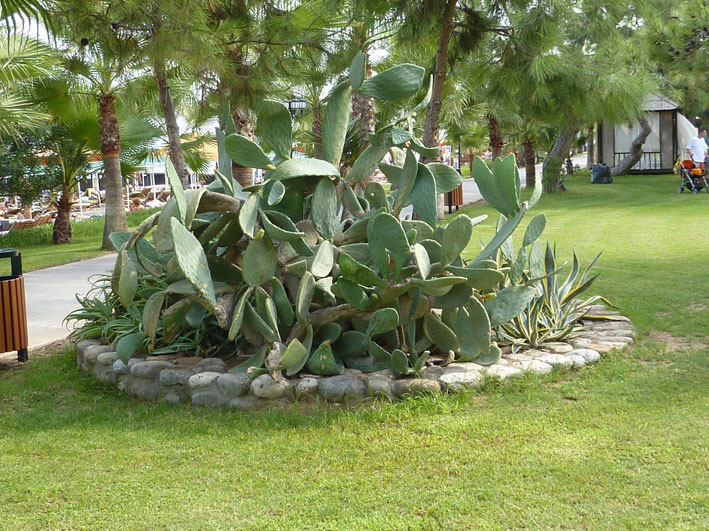 Ландшафтный дизайн