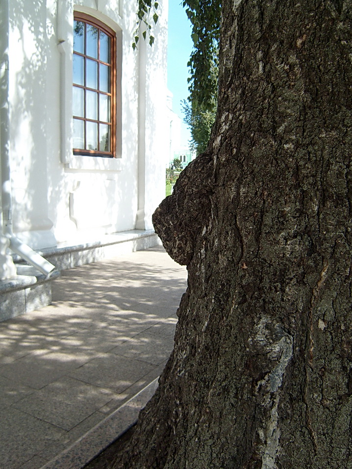 "Медвежья голова"