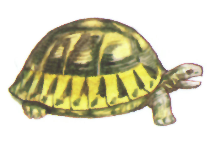 акварель "черепаха"