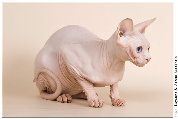 Канаский Сфинкс