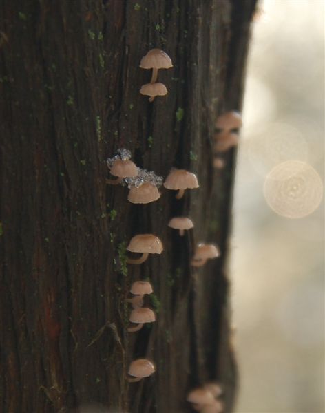 Грибы, грибочки :))