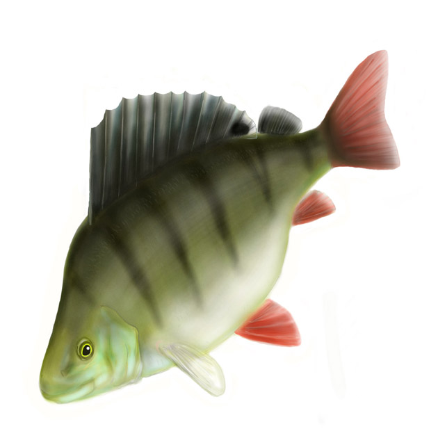 хороший окунь