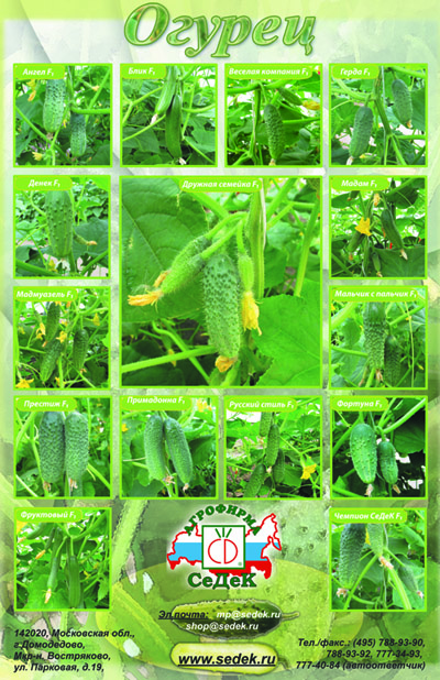 плакат для "СеДеК"-1