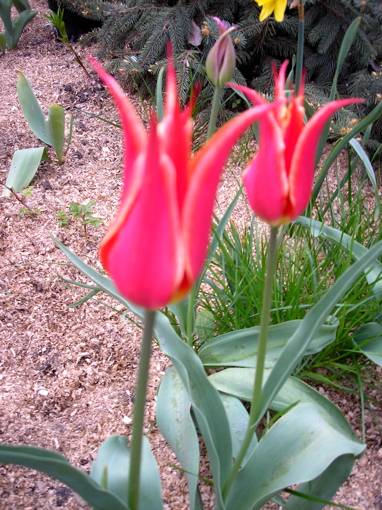 Имп. Тюльпаны