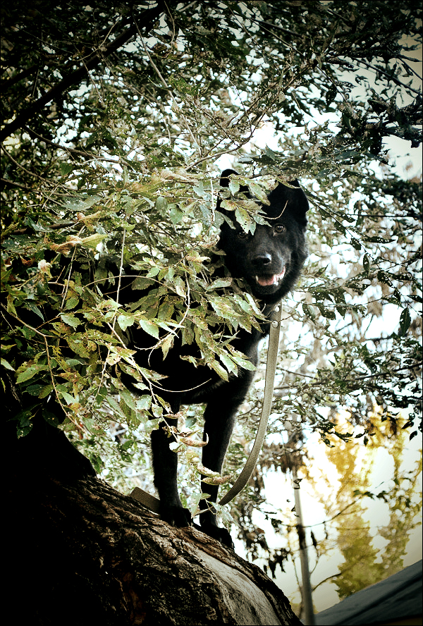 Некотрые любят гулять по деревьям