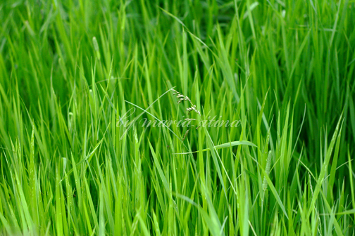 текстура травы, 50mm