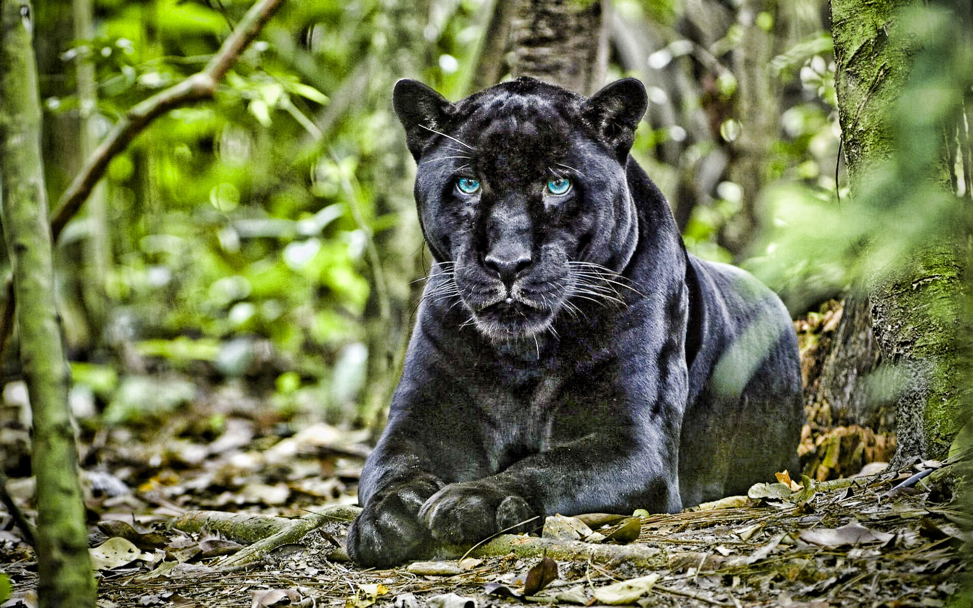 Обработка фотографии