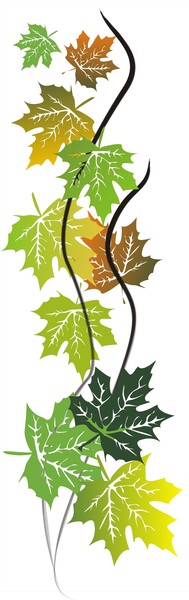 Графика. Клен.