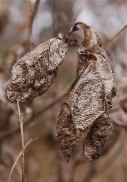 Краски зимы