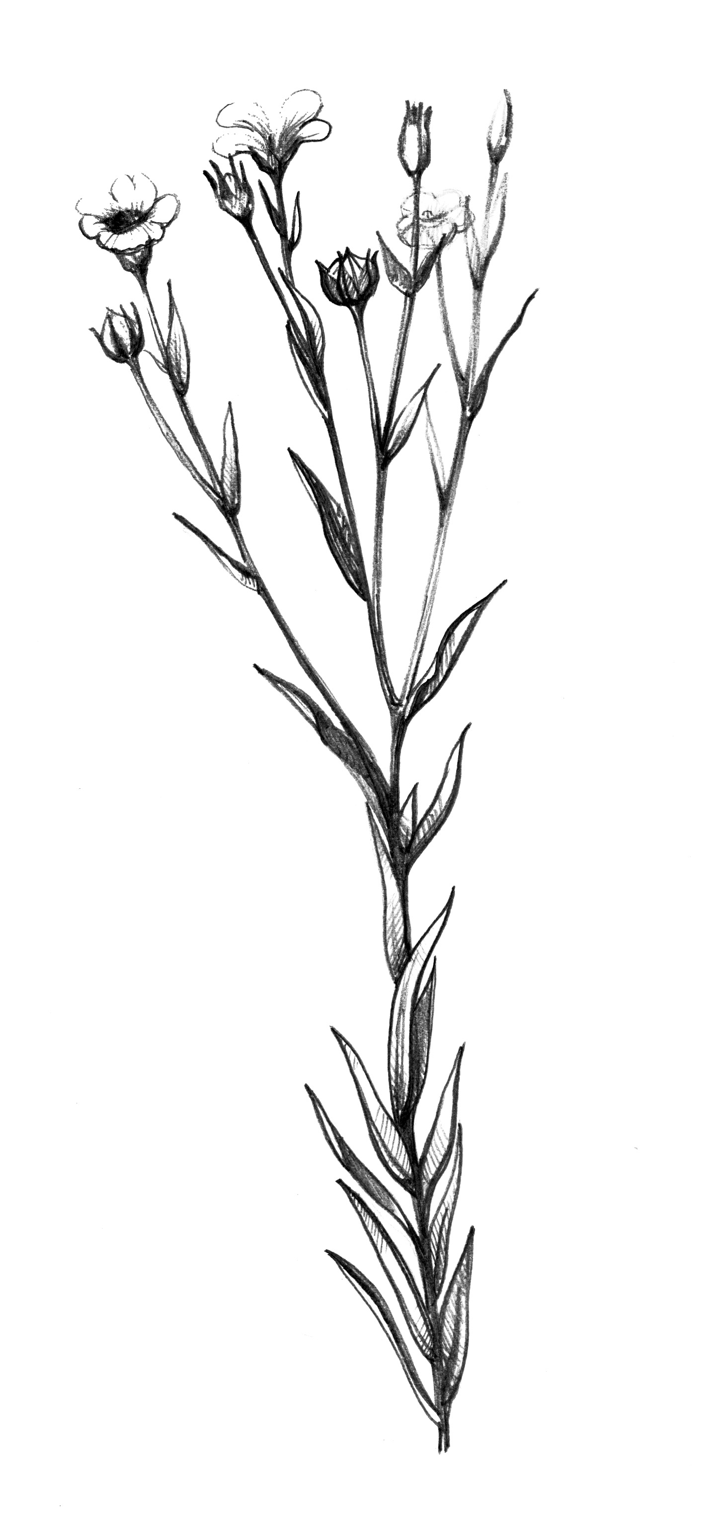 Рисунок для упаковки муки