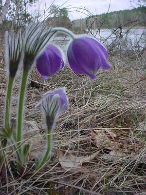 Статьи о растениях