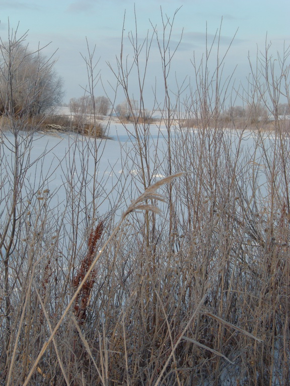 Высока травка