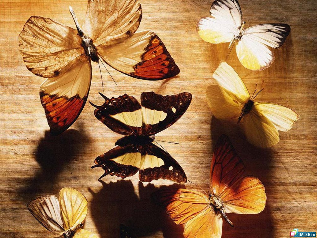 Бабочки
