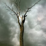 дерево в небе