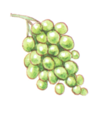 акварель "виноград"