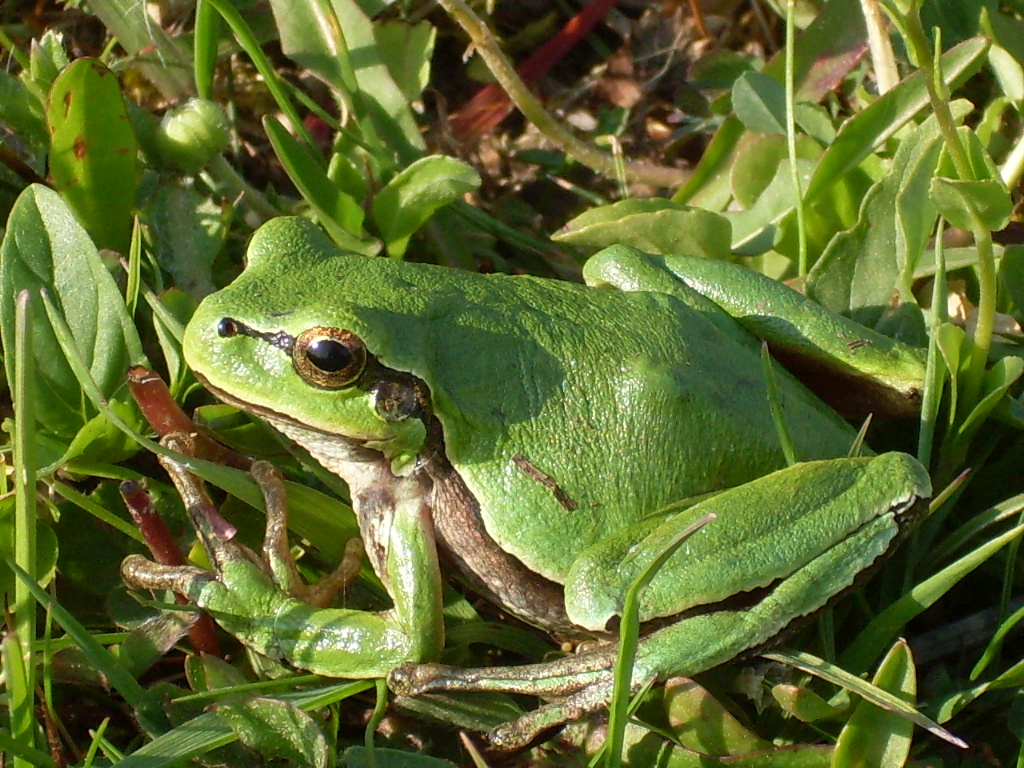 Green frog