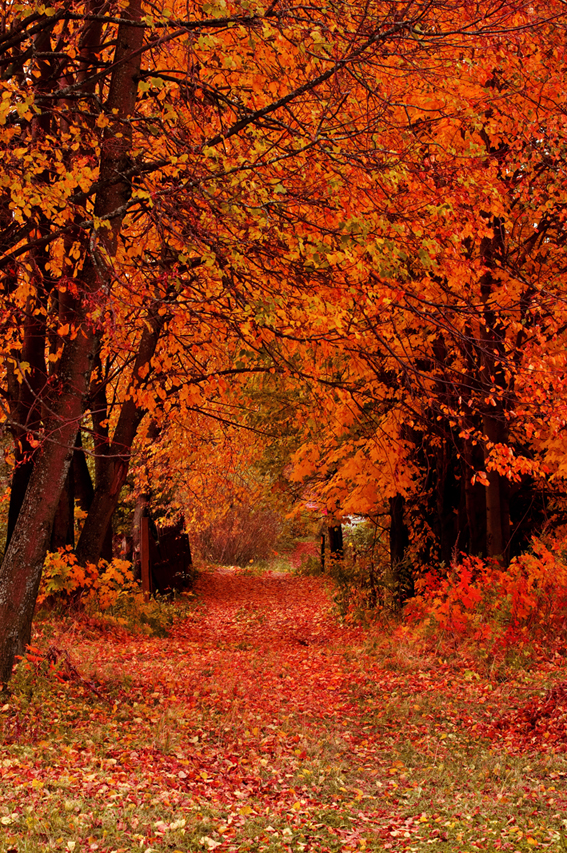 Краски осени