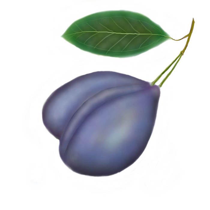 Сливы  для детской книжки стихов 