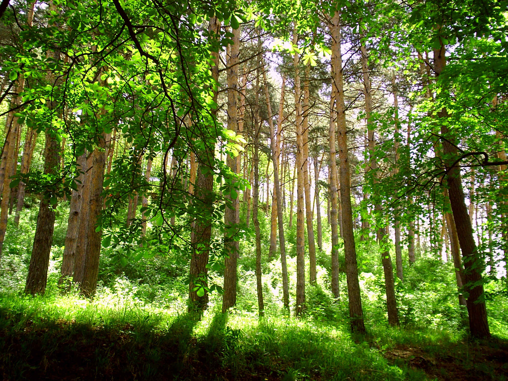 Мимоходом, через объектив