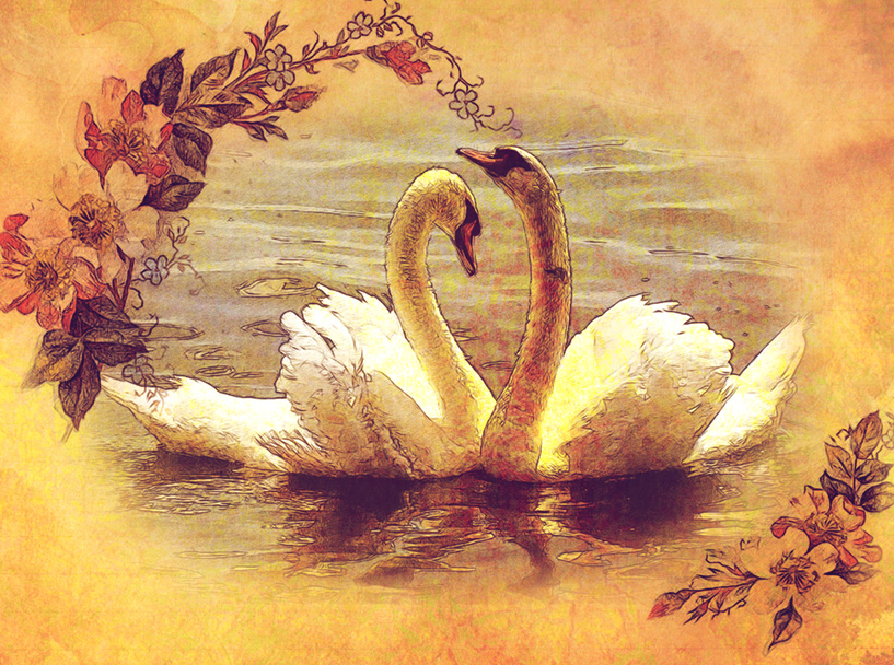 Лебединая нежность.