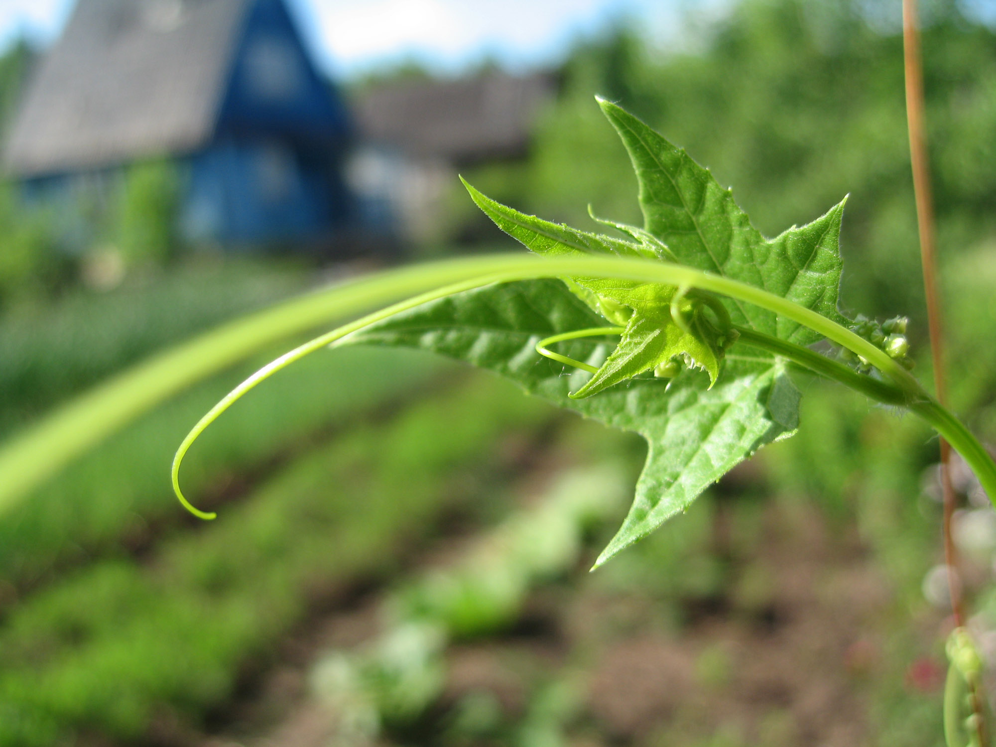 домик в деревне...)