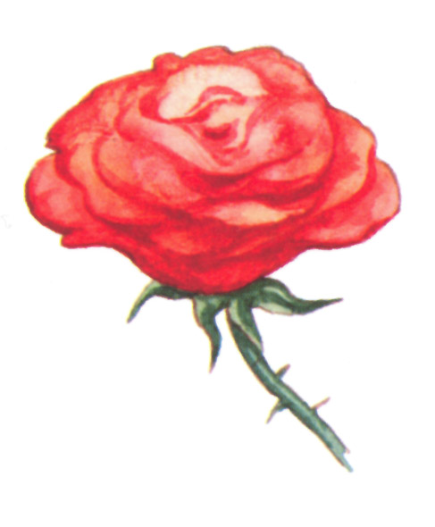 акварель "роза"