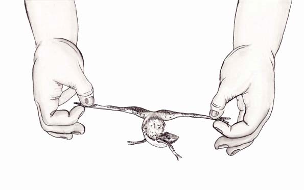 иллюстрация6