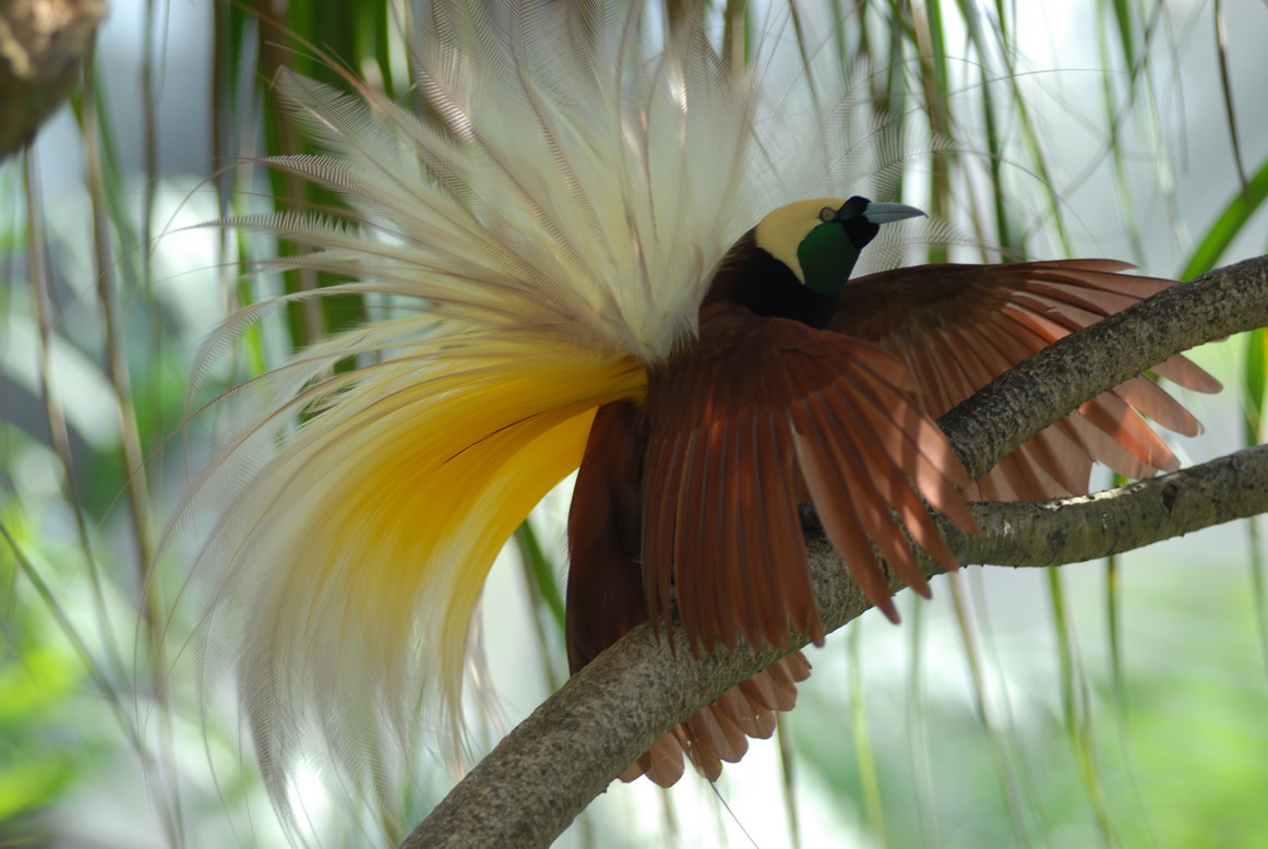 Азия - Райская птица