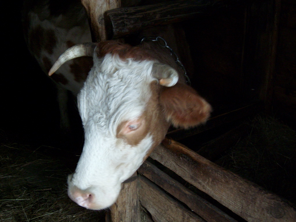 Нас по головам считают, а вас в думе по членам...