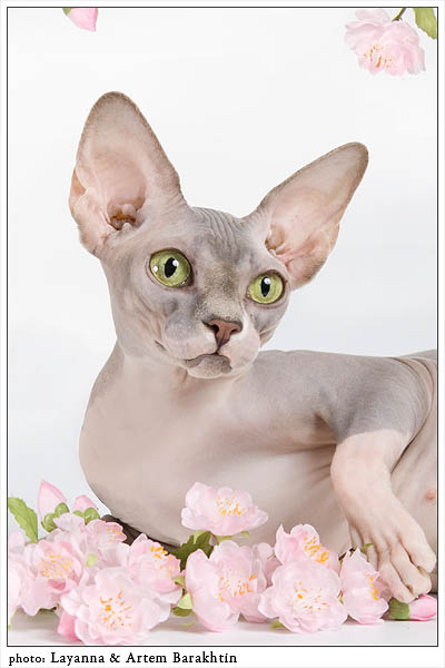 Канадский Сфинкс