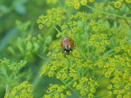 прикрепленный файл