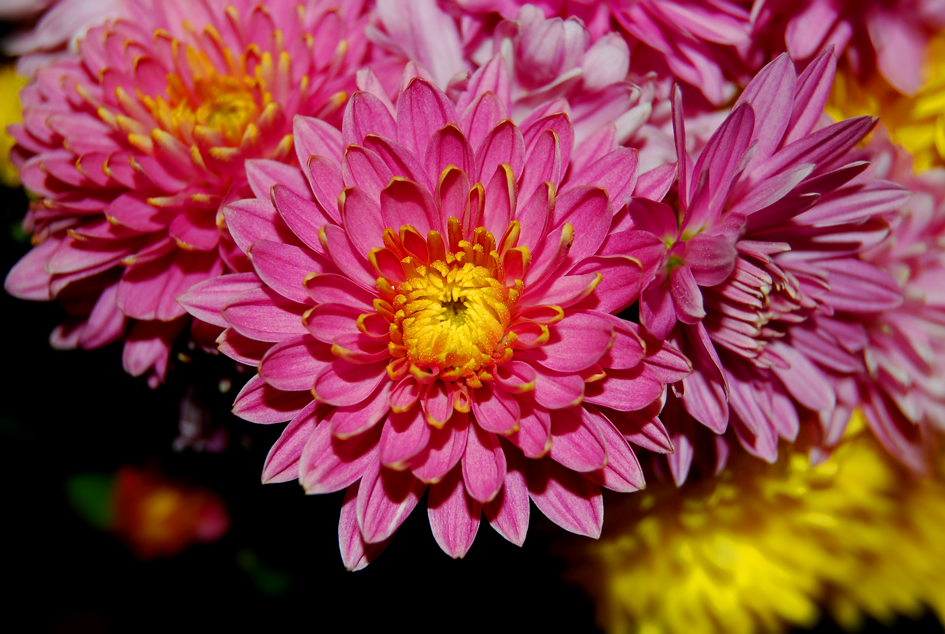 хризантеми