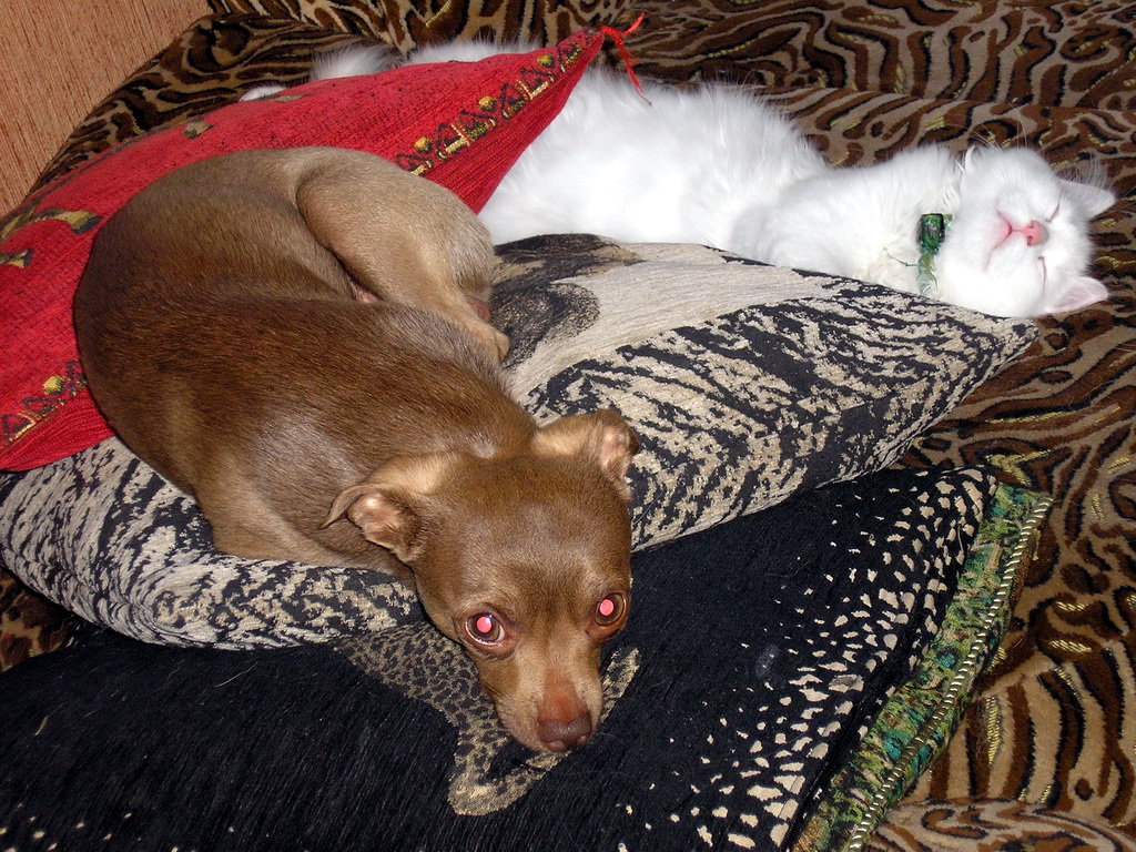 Сьел он 2 соседских утки , спит как слон 2-е сутки