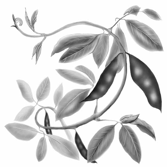 The Beanstick (Illustration)