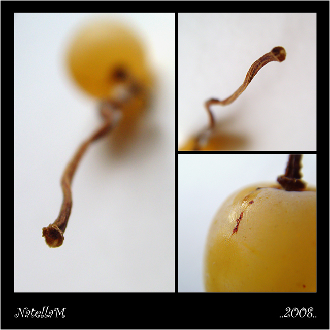 осенний виноград