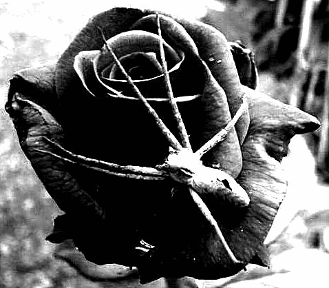 прикрепленный файл