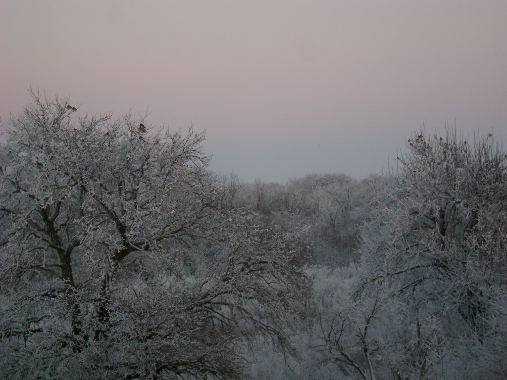 Розовое небо