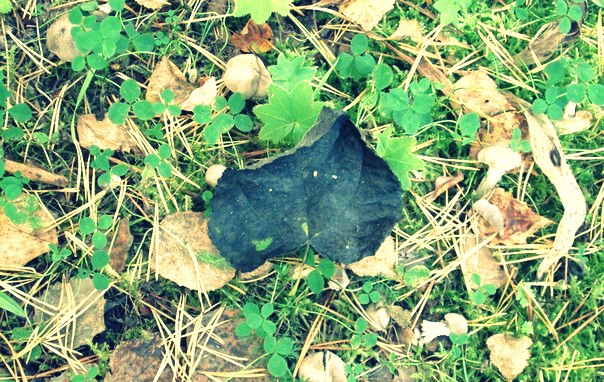 Из серии "Осень"