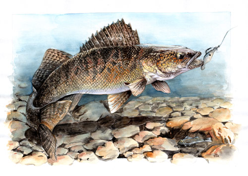 судак акварель